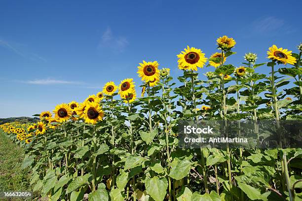 Sunflowers アゲインストブルースカイ - ヒマワリのストックフォトや画像を多数ご用意 - ヒマワリ, 人物なし, 写真