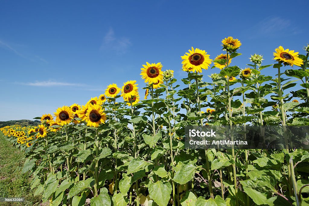 Girassóis contra o céu azul - Foto de stock de Amarelo royalty-free