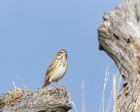 A Vesper Sparrow perches on a weathered stump; Wyoming; USA