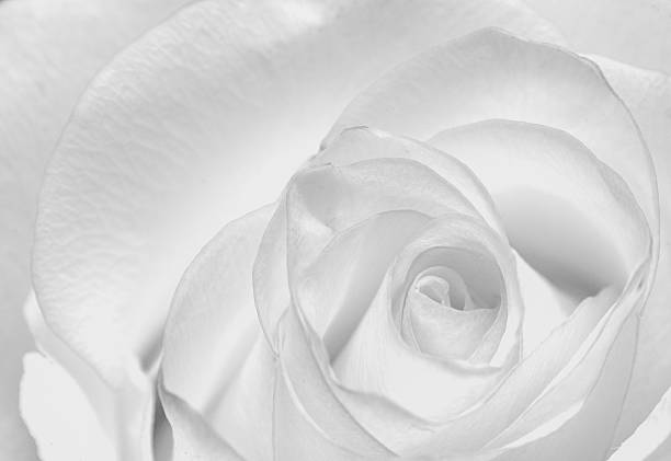 istock Bud of rose 166632546