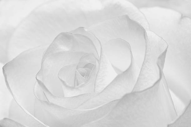 istock Bud of rose 166632612
