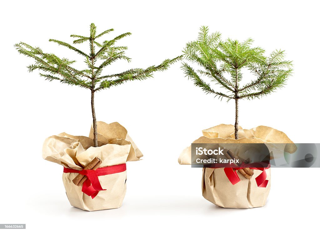 Bébé arbres de Noël - Photo de Cache-pot libre de droits