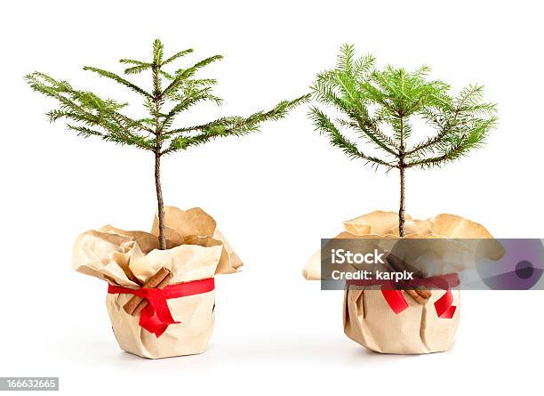 Photo libre de droit de Bébé Arbres De Noël banque d'images et plus d'images libres de droit de Cache-pot - Cache-pot, Noël, Objet ou sujet détouré