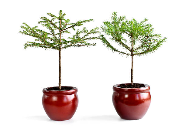 Baby Christmas trees in pots stock photo