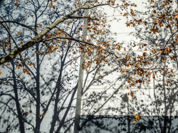 istock Shadow of branches on a building facade 1666354487