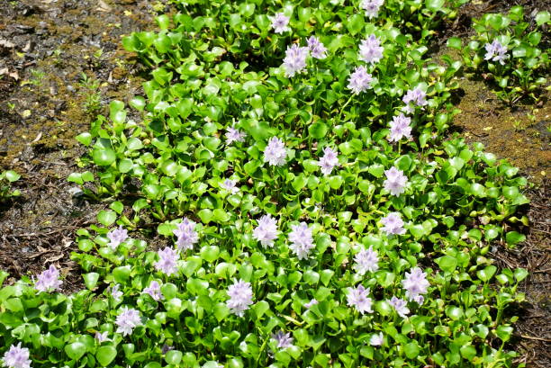istock Beautiful water hyacinth blooming in full bloom 1666354611