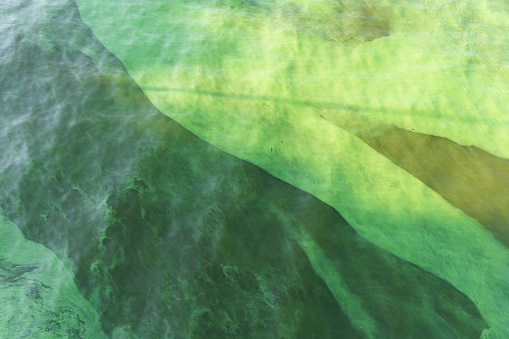 Green water in the pond with bubble formed by green algae