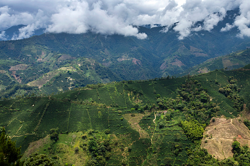 Beautiful Antioquia landscape with green mountains full of coffee plants