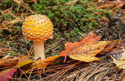 Fly Agaric Mushroom, Amanita muscaria, Amanita muscaria var. guessowii. Poisonous and hallucinogenic. Lake Superior State Forest, Upper Peninsula Michigan, Family Amanitaceae