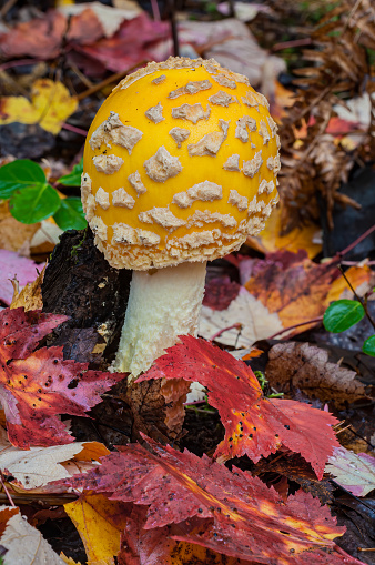 Fly Agaric Mushroom, Amanita muscaria, Amanita muscaria var. guessowii. Poisonous and hallucinogenic. Lake Superior State Forest, Upper Peninsula Michigan, Family Amanitaceae