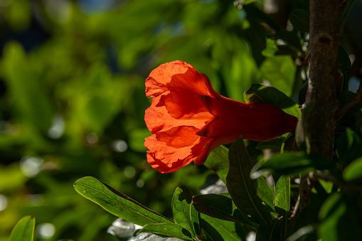 Close up of bright orange pomegranate blossom in the bright Spring sunshine in northern Israel