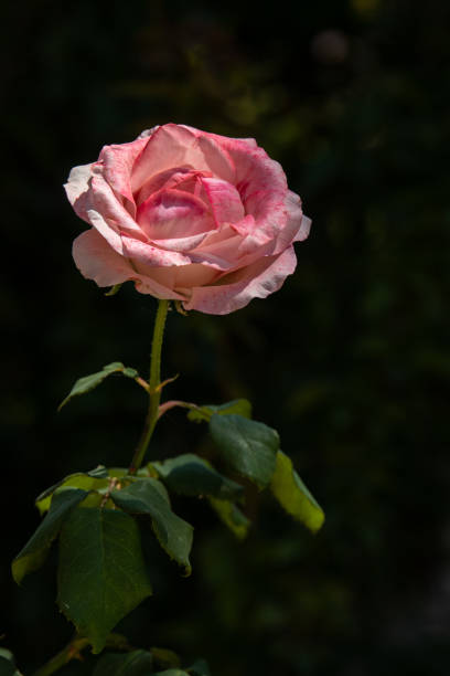 istock Beautiful single pink rose with natural green blurred background . 1666357448