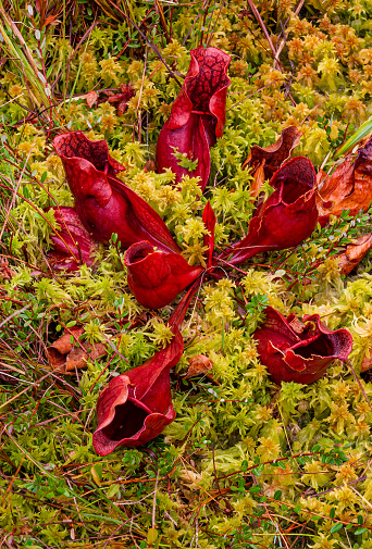 Northern or Purple Pitcher Plant, Sarracenia purpurea purpurea, Lake Superior State Forest, near Newberry,  Upper Peninsula, Michigan, Carnivorous plant.  Sarraceniaceae. Growing in wet bog.