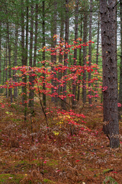 Acer rubrum, the red maple, also known as swamp maple, water maple, or soft maple, is one of the most common and widespread deciduous trees of eastern and central North America. Near Newberry, Michigan.
Autumn colors in the leaves. acer rubrum, el arce rojo, también conocido como arce de pantano, arce de agua o arce blando, es uno de los árboles caducifolios más comunes y extendidos del este y centro de américa del norte. cerca de newberry, michigan.
colores otoñales en las hoja