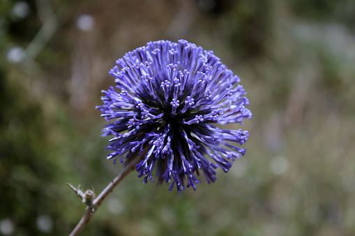 The purple flower head of a Globe Thistle, Echinops adenocaulos Boiss growing wild in northern Israel.