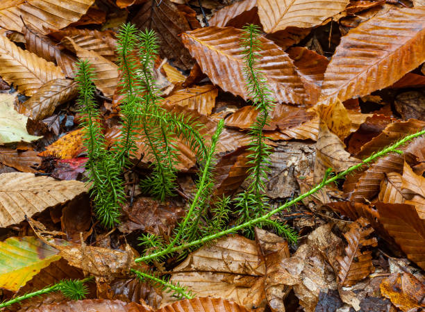 huperzia lucidula, lycopodium lucidulum, firmoss brilhantes ou clubmuss brilhantes.  seney national wildlife reserve, península superior, michigan, família lycopodiaceae - clubmoss - fotografias e filmes do acervo