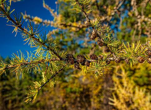 Tamarack in Fall Color, hackmatack, eastern larch, black larch, red larch, or American larch, Larix laricina. Seney National Wildlife Reserve, Upper Peninsula, Michigan.  Pinaceae. Autumn color of the needles.