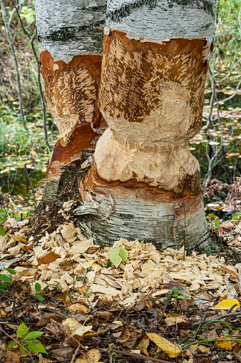 Tree trunk chewed by a beaver. Seney National Wildlife Reserve,  Michigan. Castor canadensis.