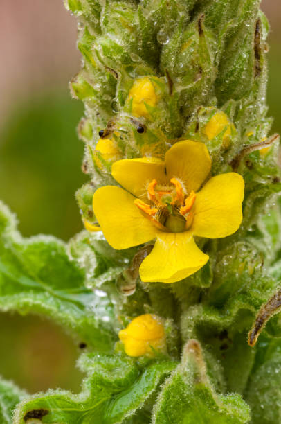 large-flowered mullein resp.Verbascum densiflorum at field edge,Rhineland,Germany