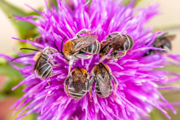 Several bees of the Eucera sp. on a purple thistle flower. Also known as long horn bees because of their long antennae.