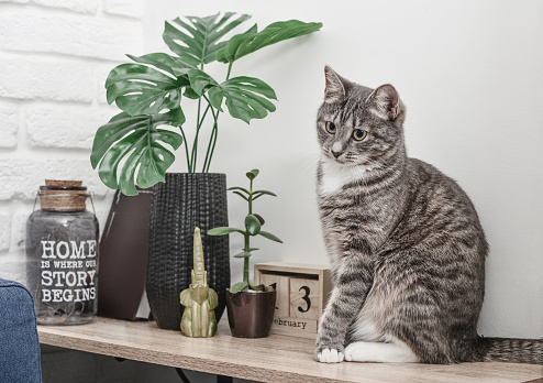 Grey cat sitting on shelf near vase with leaves at home