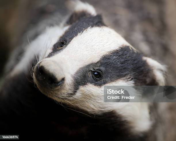 Badger Stock Photo - Download Image Now - Badger, Animal, Animal Body Part