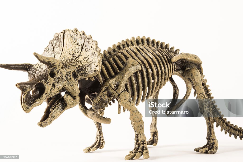 triceratops - Photo de Dinosaure libre de droits