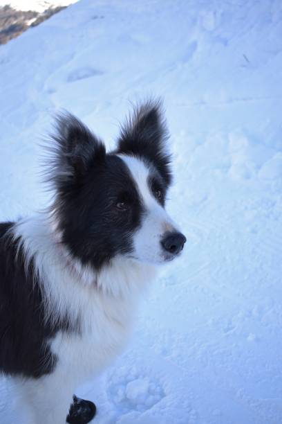 istock Beautiful long haired border collie dog in the snow 1666372111