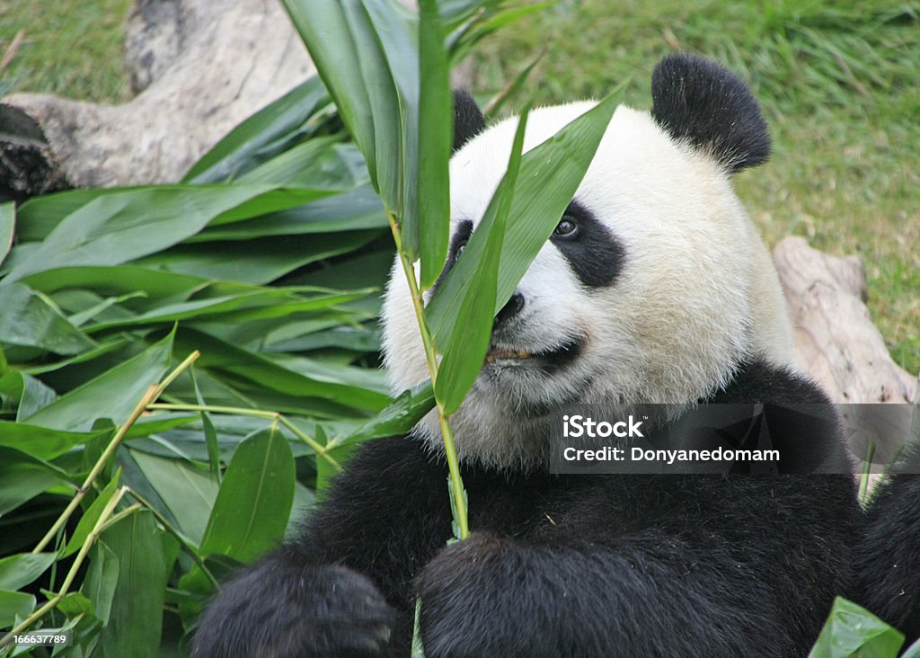 Ritratto di un orso panda gigante - Foto stock royalty-free di Animale