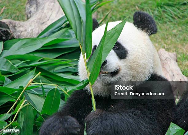 Ritratto Di Un Orso Panda Gigante - Fotografie stock e altre immagini di Animale - Animale, Asia, Cina