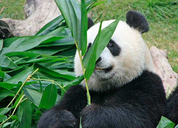 istock Portrait of giant panda bear 166637789