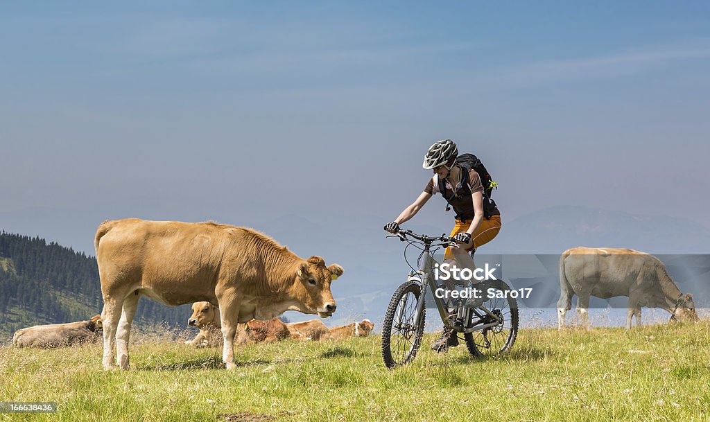 Flirter avec la vache - Photo de Styrie libre de droits