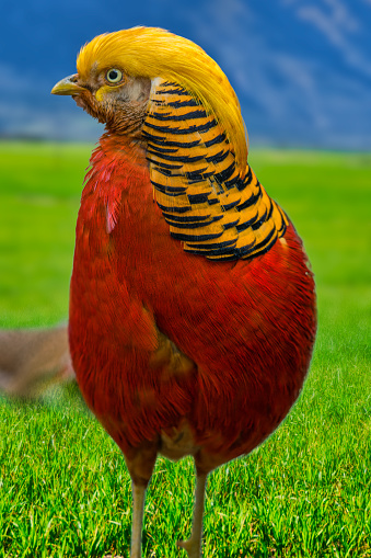 The golden pheasant, also known as the Chinese pheasant, and rainbow pheasant standing on lush green grass, Cape Town South Africa