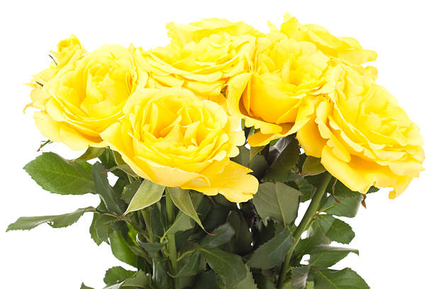 istock Bunch of roses 166639479