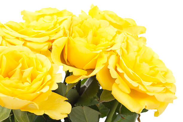 istock Bunch of roses 166639481