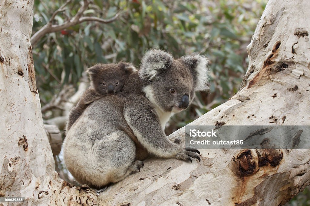 Bebê Coala em mãe's Back - Royalty-free Ilha Kangaroo Foto de stock