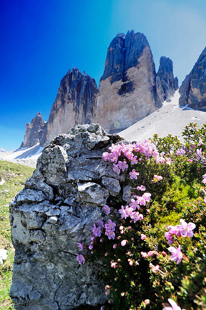 istock pink flowers from Dolomites Alps; Tre Cime di Lavaredo 166640422
