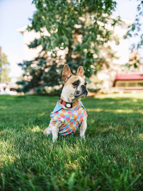 Small dog wearing pyjamas outdoor. Exterior of shady lawn in summer.