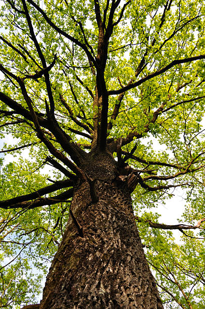 Oak tree trunk detail and defocused forest background. Ideal image for nature and environmental conservation themes. Defocused copy space for your messages and compositions. This is an exclusive image and it can only be found in iStockphoto.