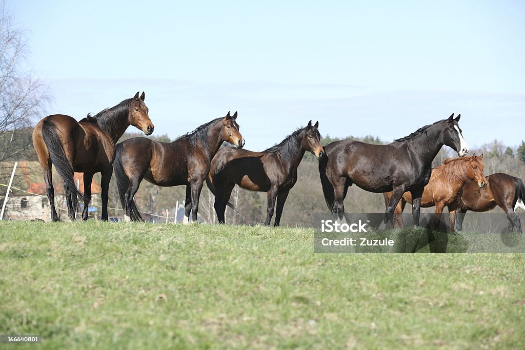 Caballos de pie en la línea - Foto de stock de Aire libre libre de derechos