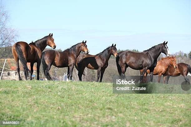 Caballos De Pie En La Línea Foto de stock y más banco de imágenes de Aire libre - Aire libre, Alazán - Color de caballo, Animal