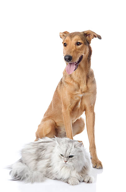 istock mixed breed dog and persian cat 166641044
