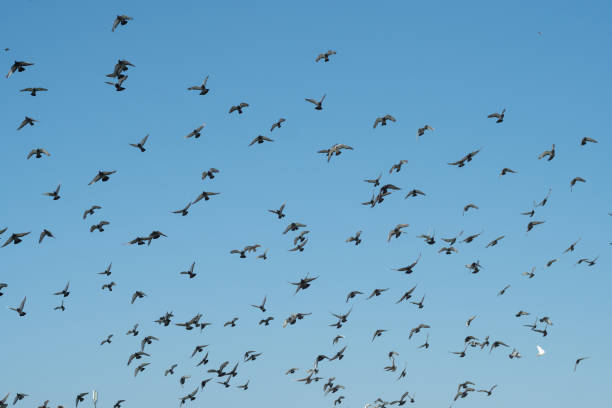 istock Many pigeons fly on the blue sky background. 1666410588