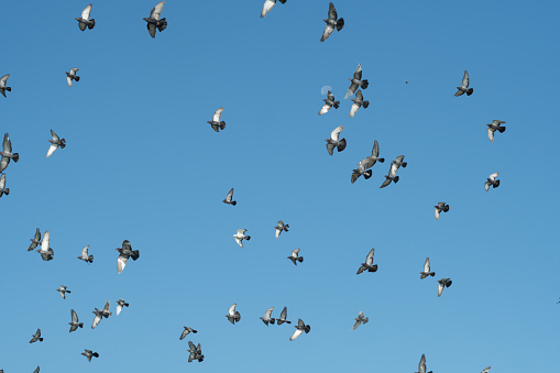 Many pigeons fly on the blue sky background.