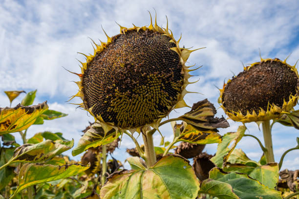 istock Sunflower field on an cloudy day 1666427960