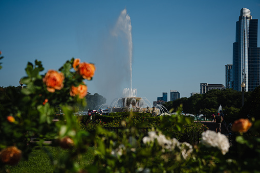 Fountain with orange and white flowers cityscape