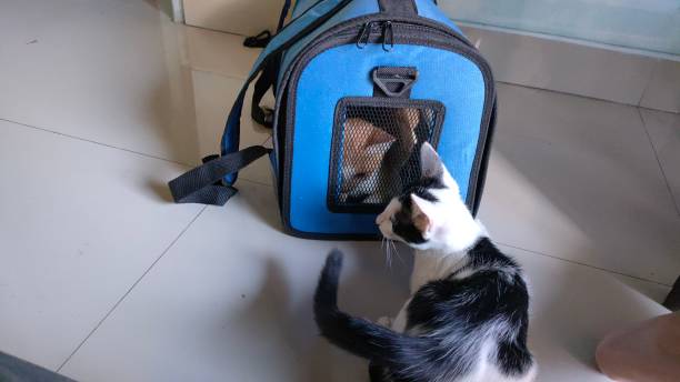 istock The kitten went into the cargo bag 1666454530