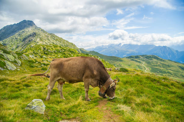 istock A Swiss cow foraging in the Alps 1666455380
