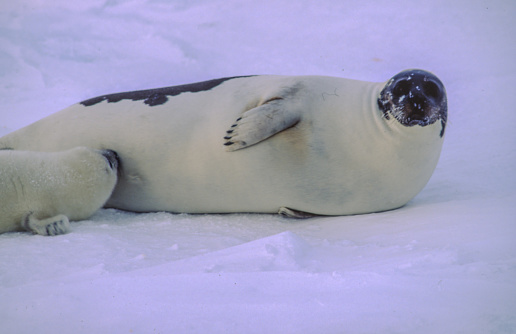 Harp seals are about 5 feet long, weigh about 260 to 300 pounds, and have a robust body with a small, flat head. They have a narrow snout and eight pairs of teeth in both the upper and lower jaws.