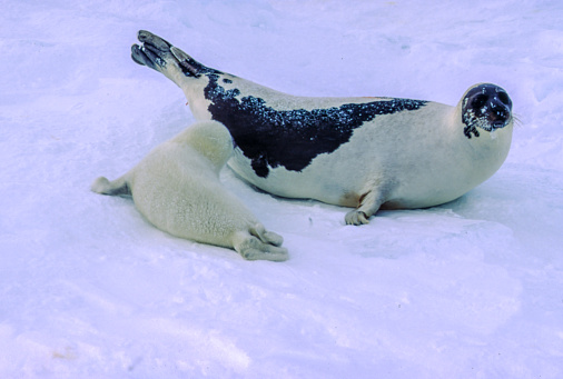 Harp seals are about 5 feet long, weigh about 260 to 300 pounds, and have a robust body with a small, flat head. They have a narrow snout and eight pairs of teeth in both the upper and lower jaws.